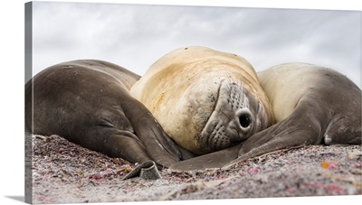 Southern Elephant Seal (Mirounga Leonina), Falkland Islands