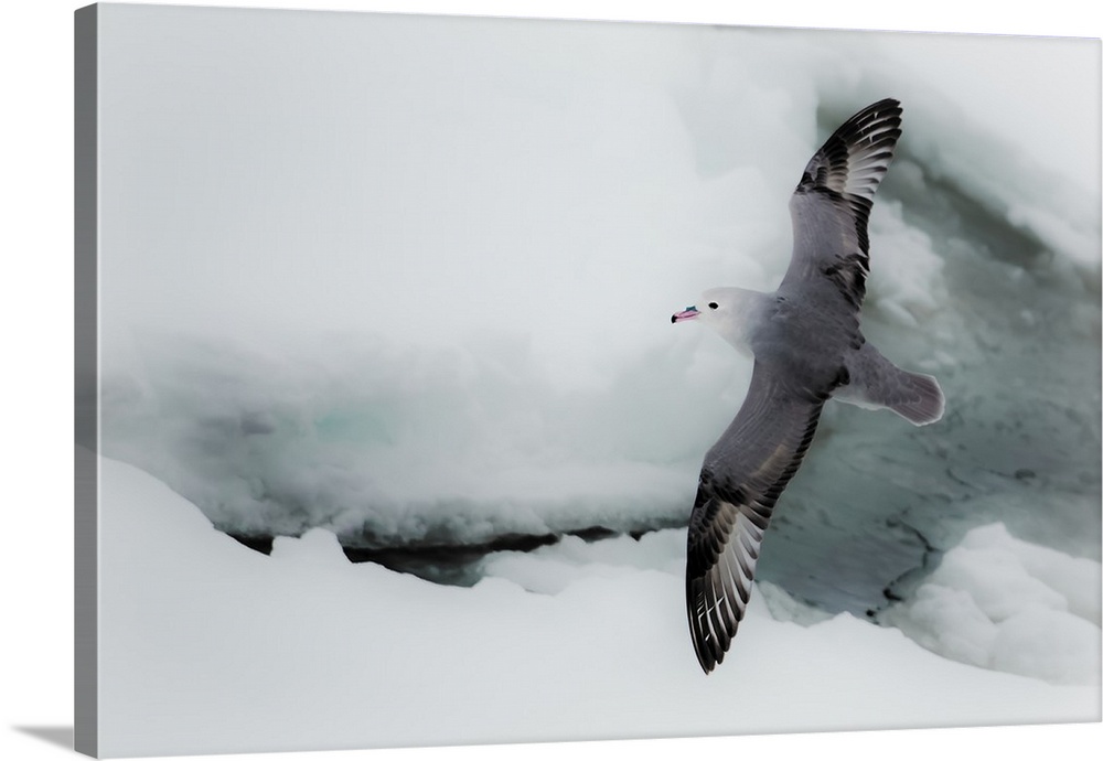 Southern Ocean, Antarctica. Albatross flying above sea ice.