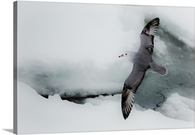 Southern Ocean, Antarctica, Albatross flying above sea ice