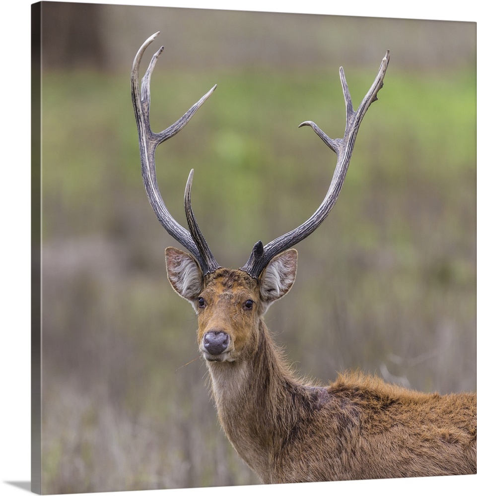 Asia. India. Barasingha, or Southern swamp deer at Kanha Tiger reserve.