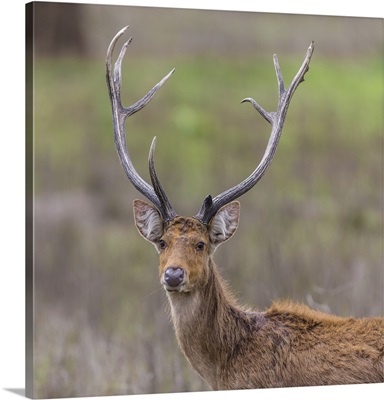 Southern Swamp Deer At Kanha Tiger Reserve In India