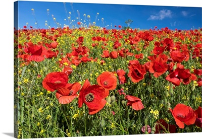 Spain, Andalusia, A Field Of Bright And Cheerful Red Poppy Wildflowers