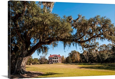 Spanish Moss Covered Tree And Drayton Hall Plantation House, Charleston, South Carolina
