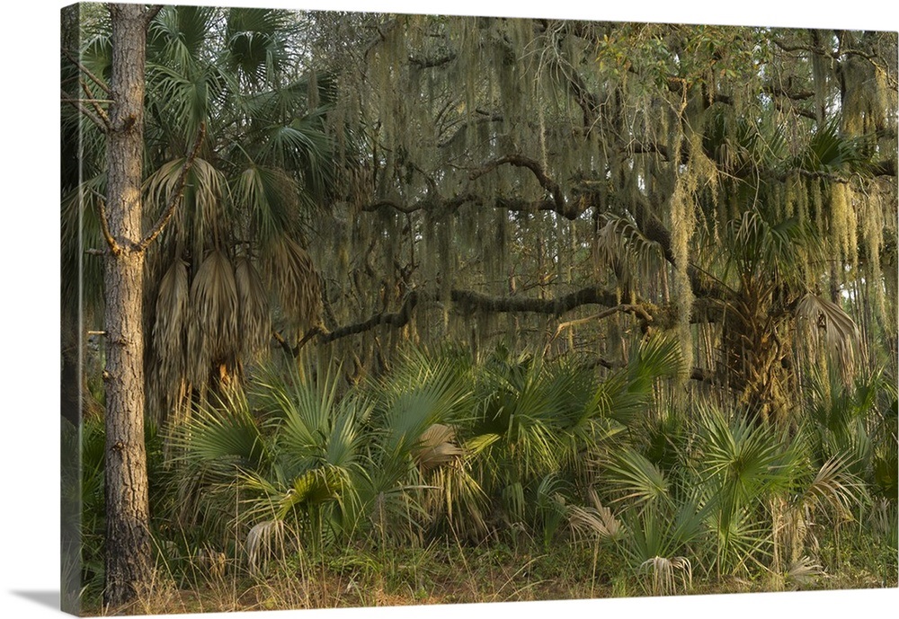 Spanish moss growing upon Southern Live Oak and Saw palmetto,