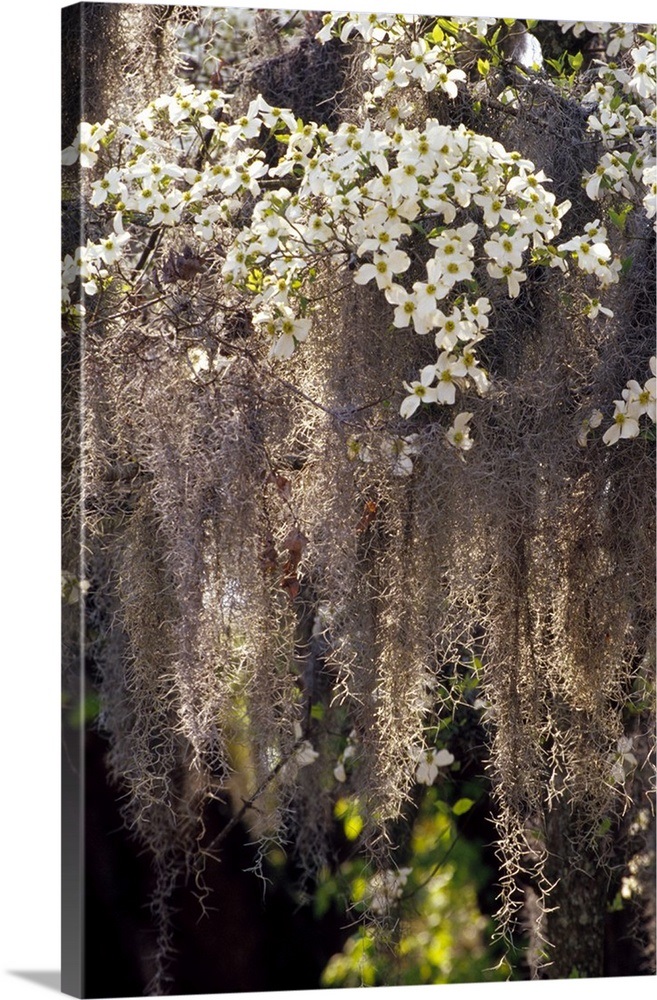 Spanish moss hanging from flowering dogwood Wall Art, Canvas Prints