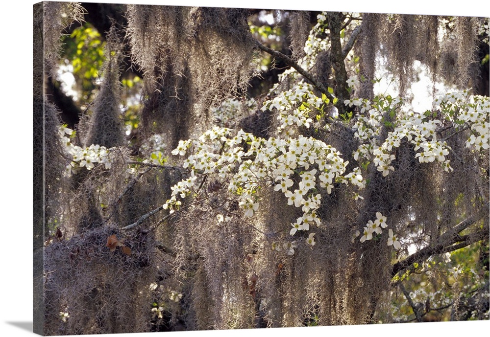 USA, Georgia, Savannah. Spanish moss hanging from flowering dogwood.