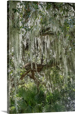 Spanish Moss On A Live Oak Tree
