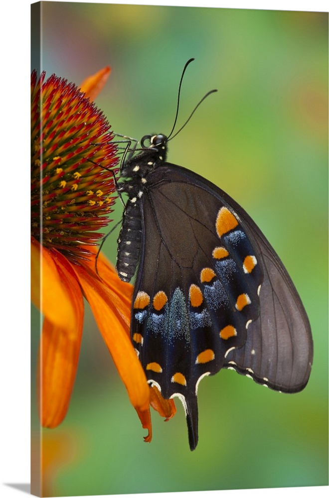 Spicebush Swallowtail.