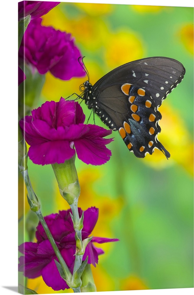 Spicebush Swallowtail Butterfly.