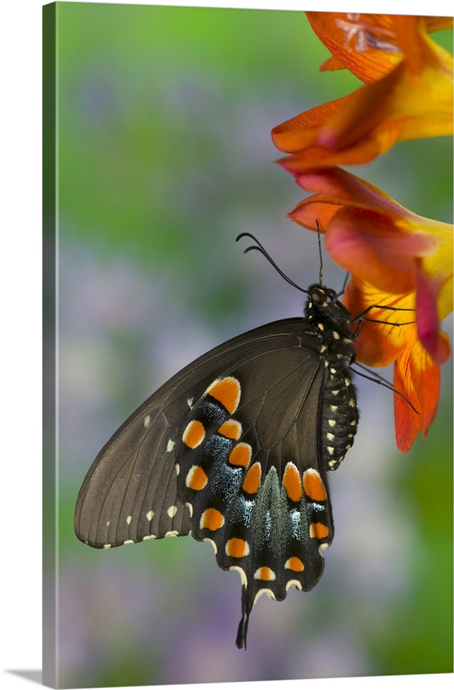 Spicebush Swallowtail Butterfly, Papilio troilus.