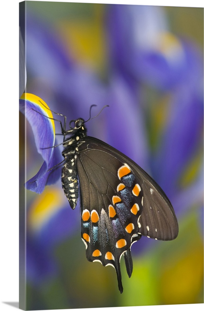 Spicebush Swallowtail Butterfly, Papilio troilus.