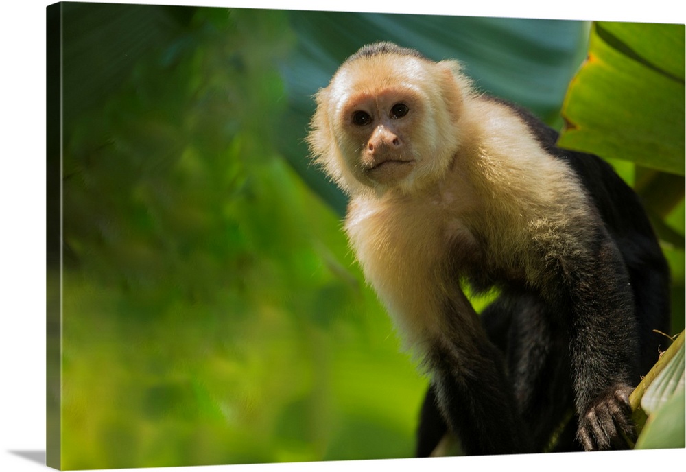 Costa Rica, monkey, spider monkey, tree.