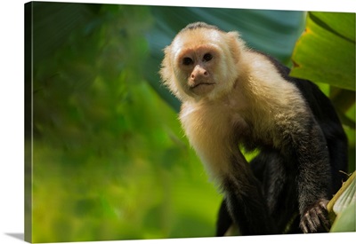 Spider Monkey In Costa Rica