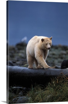 Spirit bear, black bear, sow walking, British Columbia coast, Canada