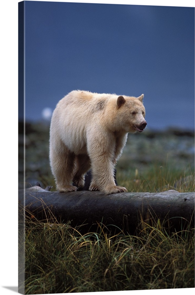 spirit bear, kermode, black bear, Ursus americanus, sow with cub walking along a log, central British Columbia coast, Canada