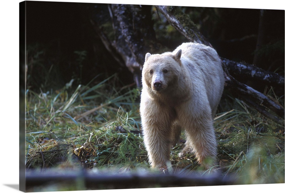 spirit bear, kermode, black bear, Ursus americanus, sow in the rainforest of the central British Columbia coast, Canada