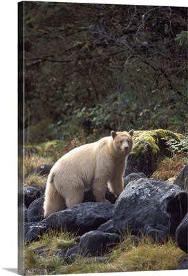 Spirit bear, kermode, black bear, sow, British Columbia coast, Canada