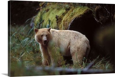 Spirit bear, kermode, black bear, sow, British Columbia coast, Canada