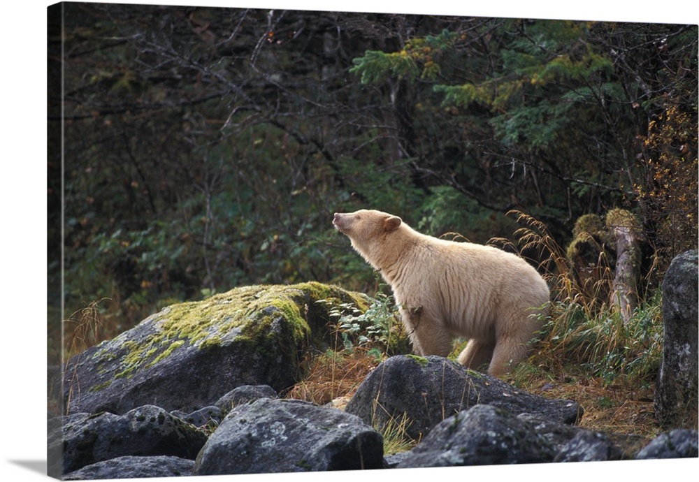 spirit bear, kermode, black bear, Ursus americanus, sow scenting the air in the rainforest of the central British Columbia...