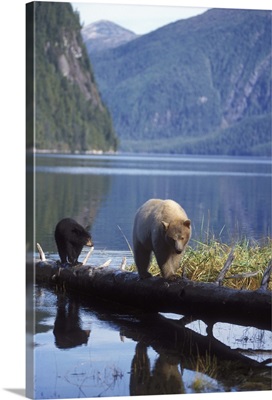 Spirit bear, Kermode, sow with cub looking for salmon, central British Columbia coast