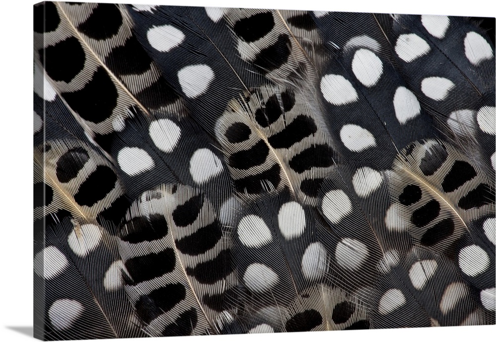 Spots of white on Mearns Quails feather design.