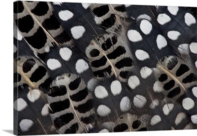 Spots of white on Mearns Quails feather design