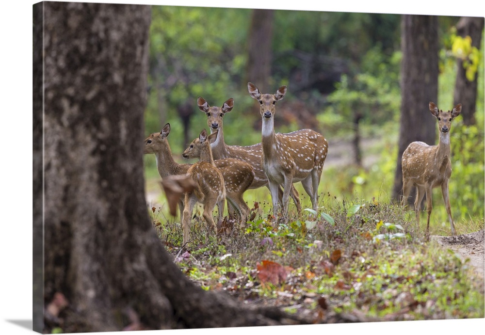 Asia. India. Chital, or spotted deer at Kanha Tiger Reserve (NP).