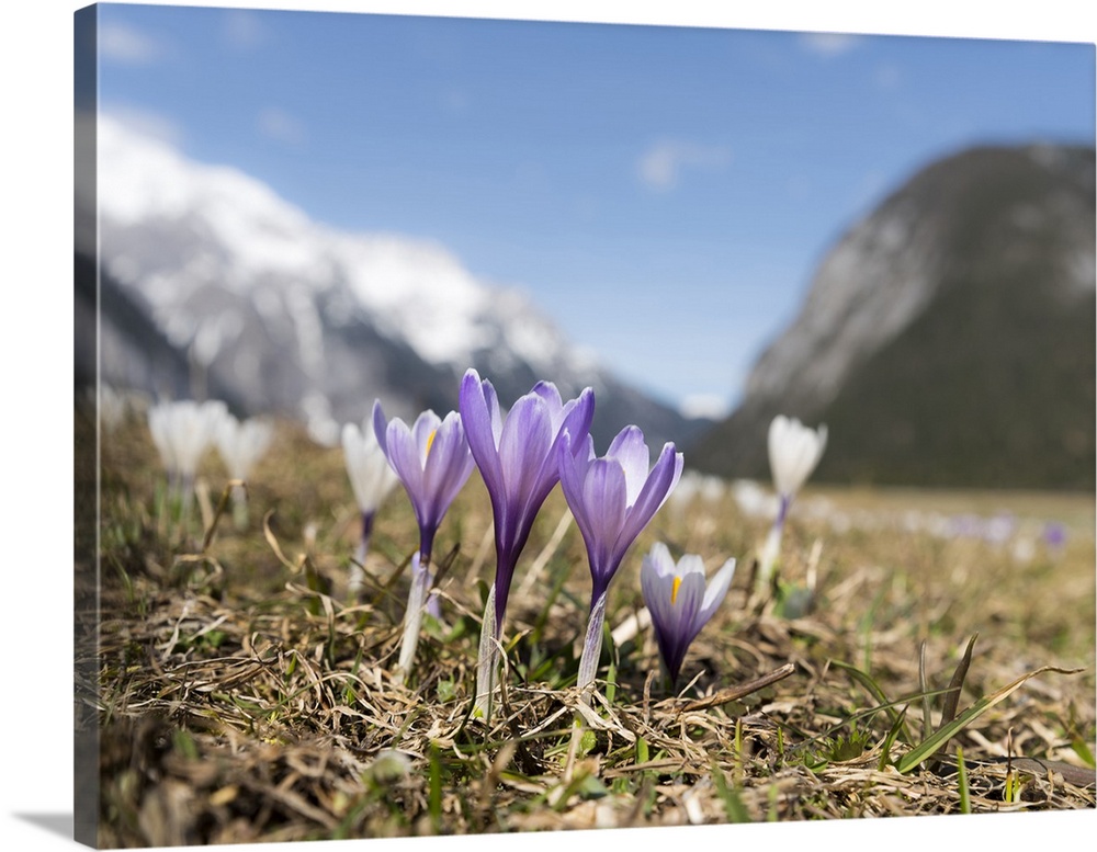 Spring Crocus in full bloom in the Eastern Alps. Austria, Tyrol.