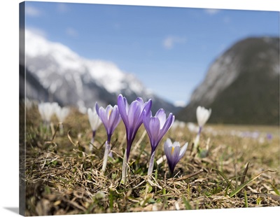Spring Crocus in full bloom in the Eastern Alps, Austria, Tyrol