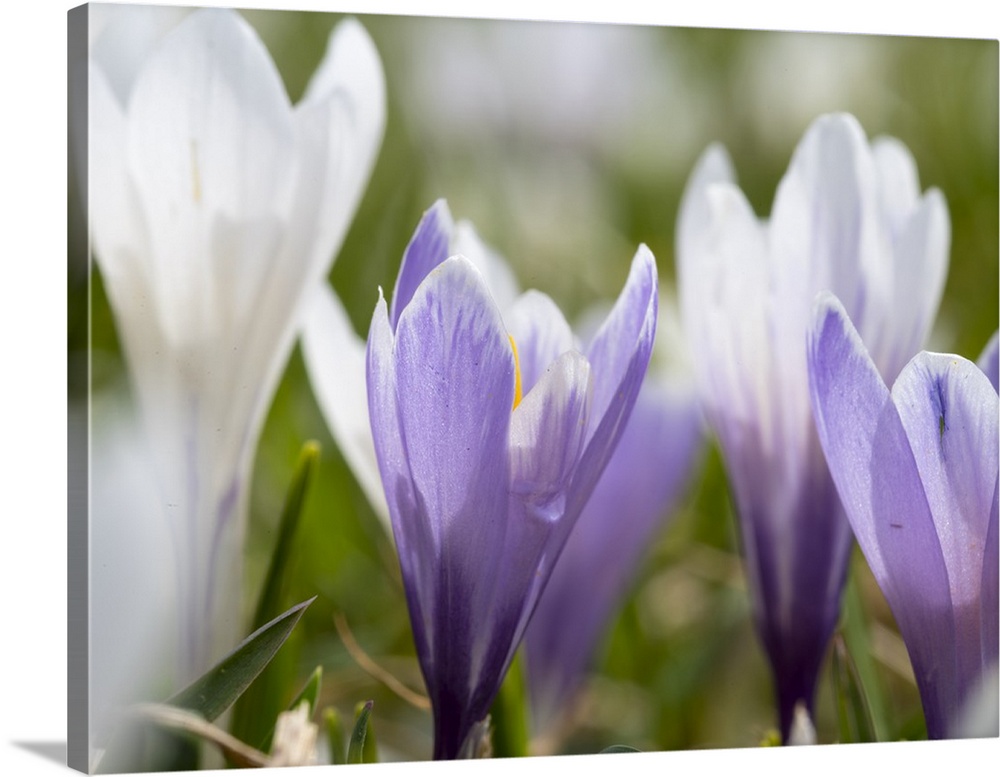 Spring Crocus in full bloom in the Eastern Alps. Germany, Bavaria.