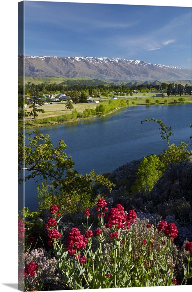 Spring flowers, Lake Dunstan, Cromwell, and Pisa Range, Central Otago, South Island, New Zealand.