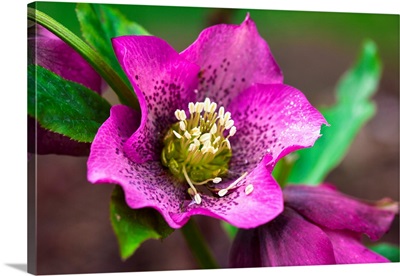 Spring, Magenta And Purple Helleborus X Hybridus Or Lenten Rose Flower