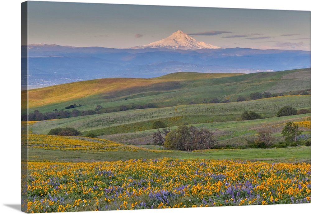 Sunrise and Mt. Hood Spingtime bloom with mass fields of Lupine, Arrow Leaf Balsalmroot near Dalles Mountain Ranch State P...