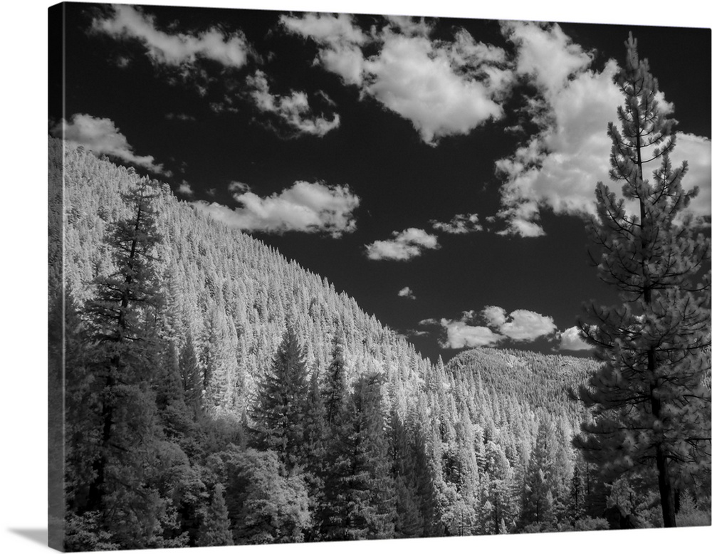 Mostly spruce trees, Sierra Nevada Mountains near Sierraville, west of Lake Tahoe, California.