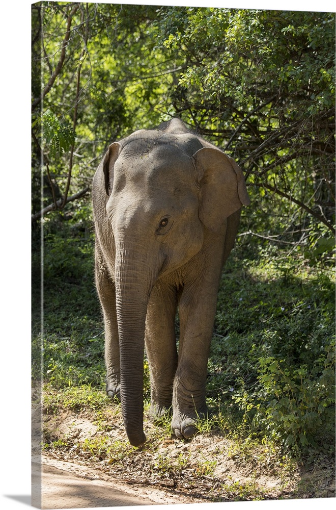 Sri Lanka, Tissamaharama, Yala National Park aka Ruhuna National Park, block 1. Sri Lankan elephant subspecies of the Asia...