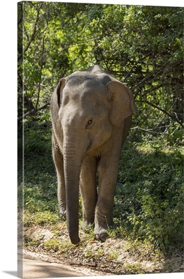 Sri Lanka, Tissamaharama, Yala National Park Aka Ruhuna National Park