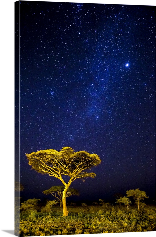 Africa. Tanzania. Stars of the Milky Way illuminate the night sky at Ndutu in Serengetti NP.