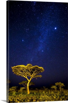 Stars of the Milky Way illuminate the night sky at Ndutu