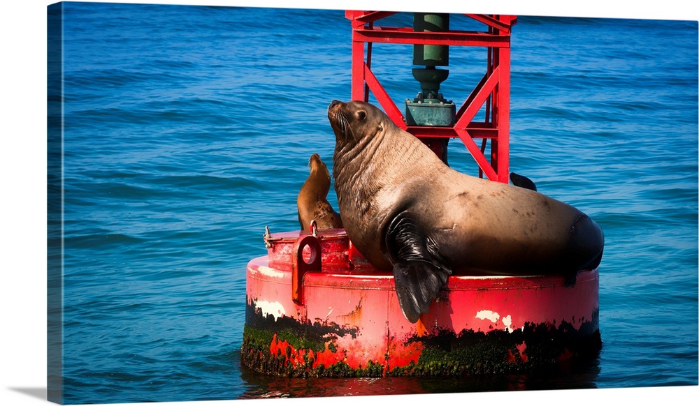 Steller sea lion (Eumetopias jubatus) on harbor buoy, Ventura, California USA.