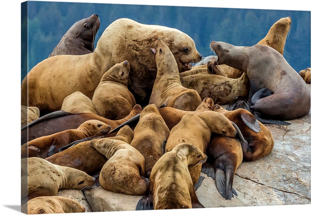 Steller sea lions, Glacier Bay National Park and Preserve, Alaska.