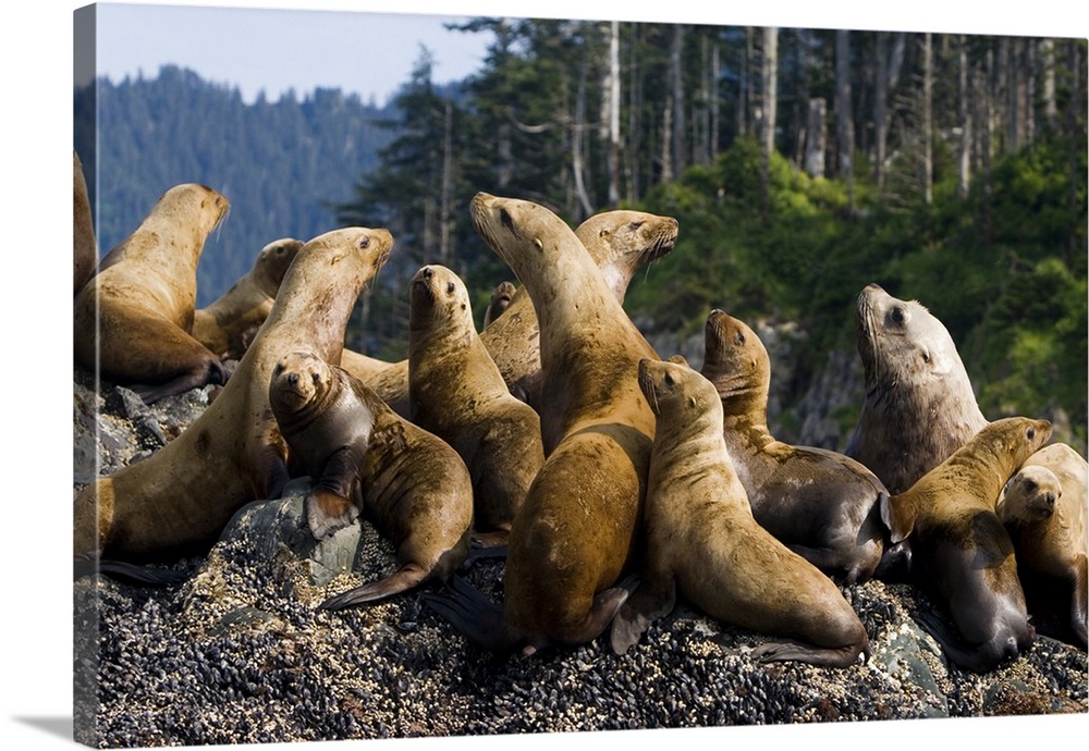 Steller sea lions on rookery, Eumetopias jubatus, Queen Charlotte Islands, Haida Gwaii, British Columbia