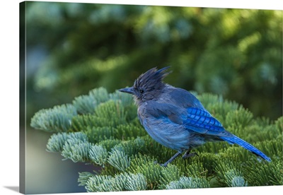 Steller's Jay perched on a Fir Bough at Mammoth Lakes California