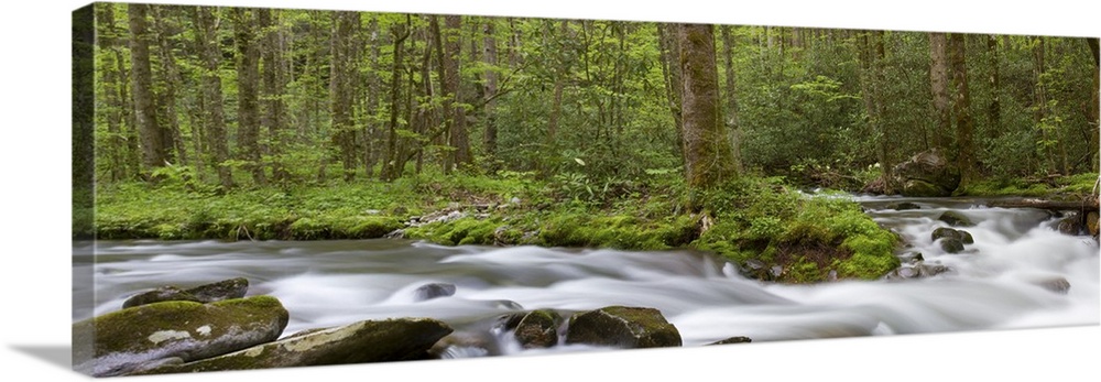 Panoramic of Straight Fork Creek in spring, Great Smoky Mountains National Park, North Carolina