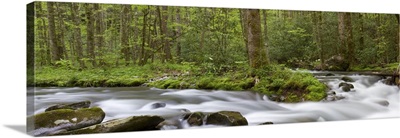Straight Fork Creek, Great Smoky Mountains National Park, North Carolina