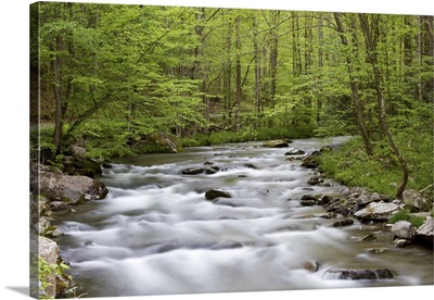Straight Fork Creek in spring, Great Smoky Mountains National Park, North Carolina