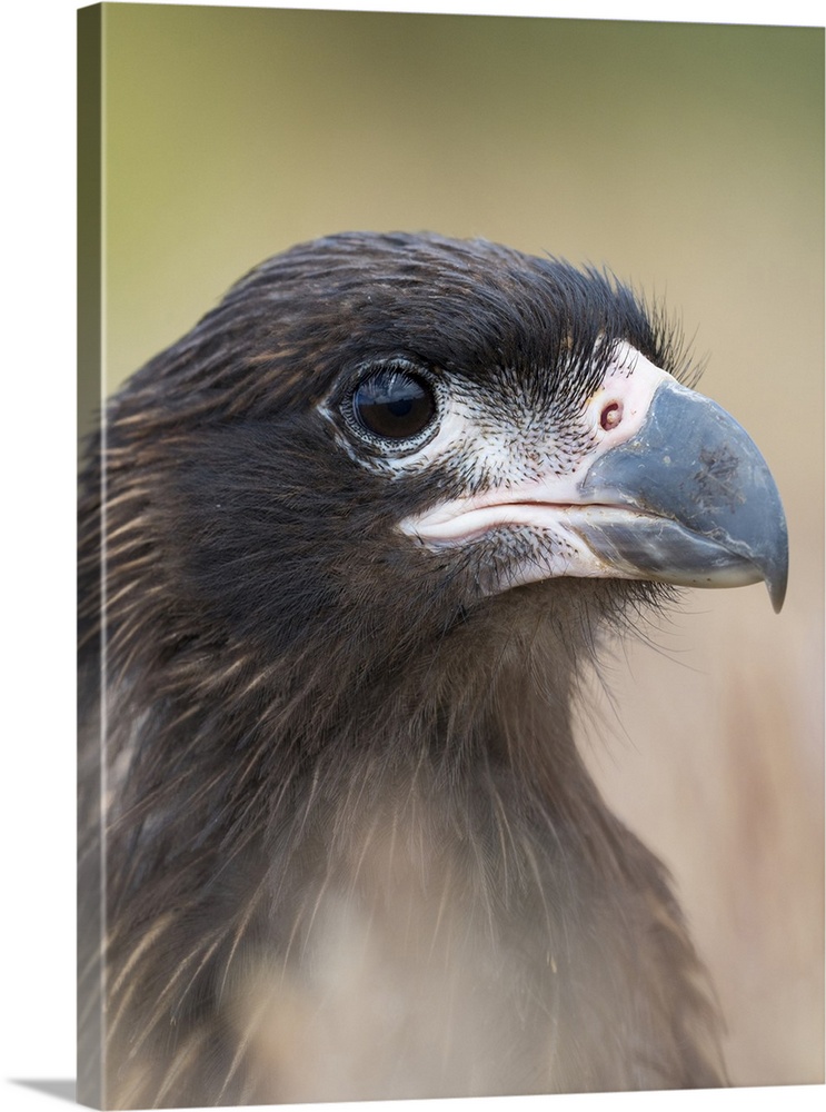 Juvenile with typical pale skin in face. Striated Caracara or Johnny Rook, protected, endemic to the Falkland Islands.