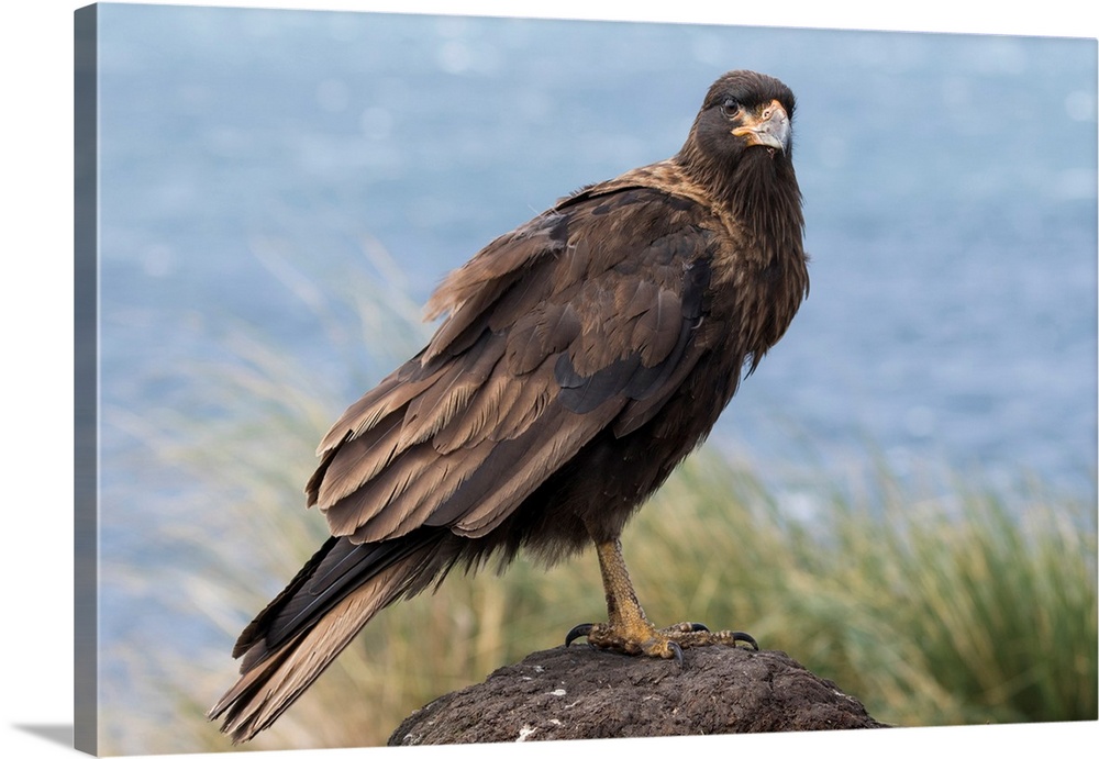 Striated Caracara (Phalcoboenus australis) or Johnny Rook, juvenile, considered as very intelligent and curious, one of th...