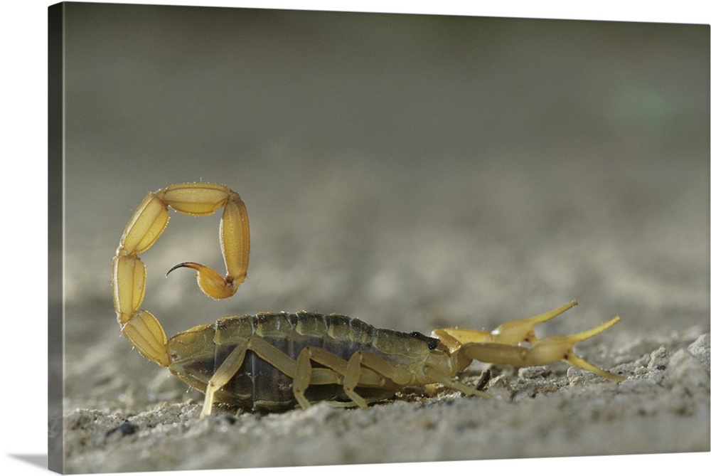 Striped Bark Scorpion (Centruroides vittatus), adult , Starr County, Rio Grande Valley, Texas, USA