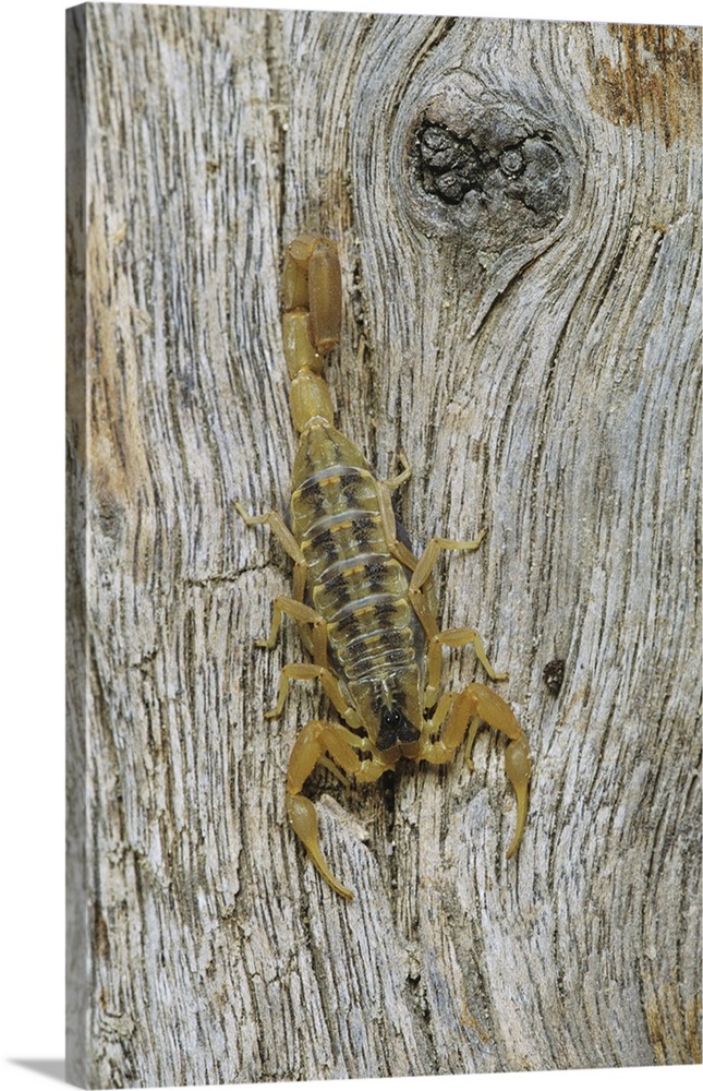 Striped Bark Scorpion (Centruroides vittatus), adult , Starr County, Rio Grande Valley, Texas, USA