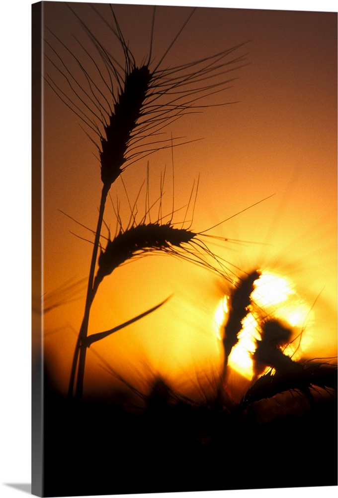 Sun creates silhouettes of wheat plants at sunset